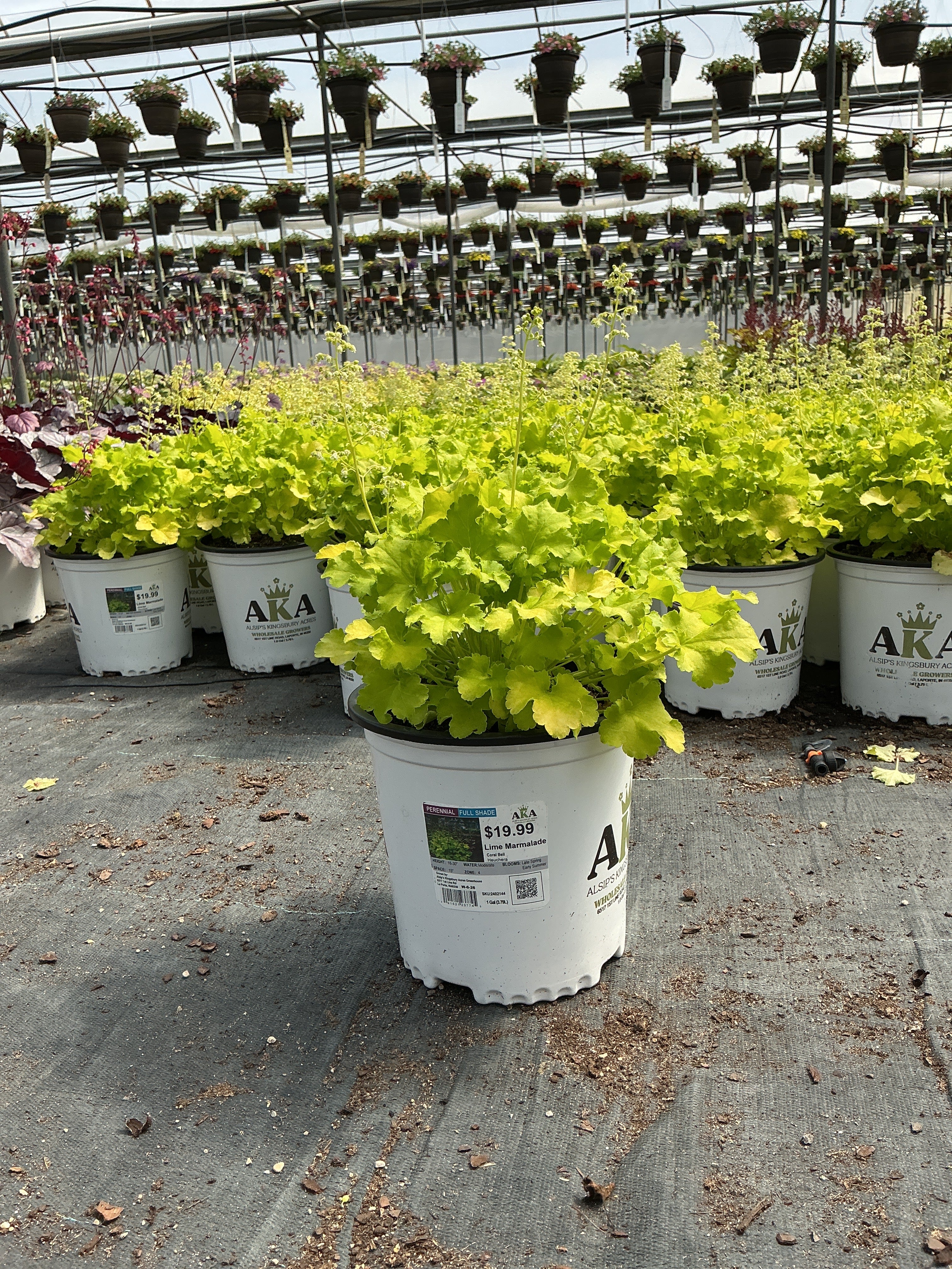 Heuchera Coral Bell Lime Marmalade