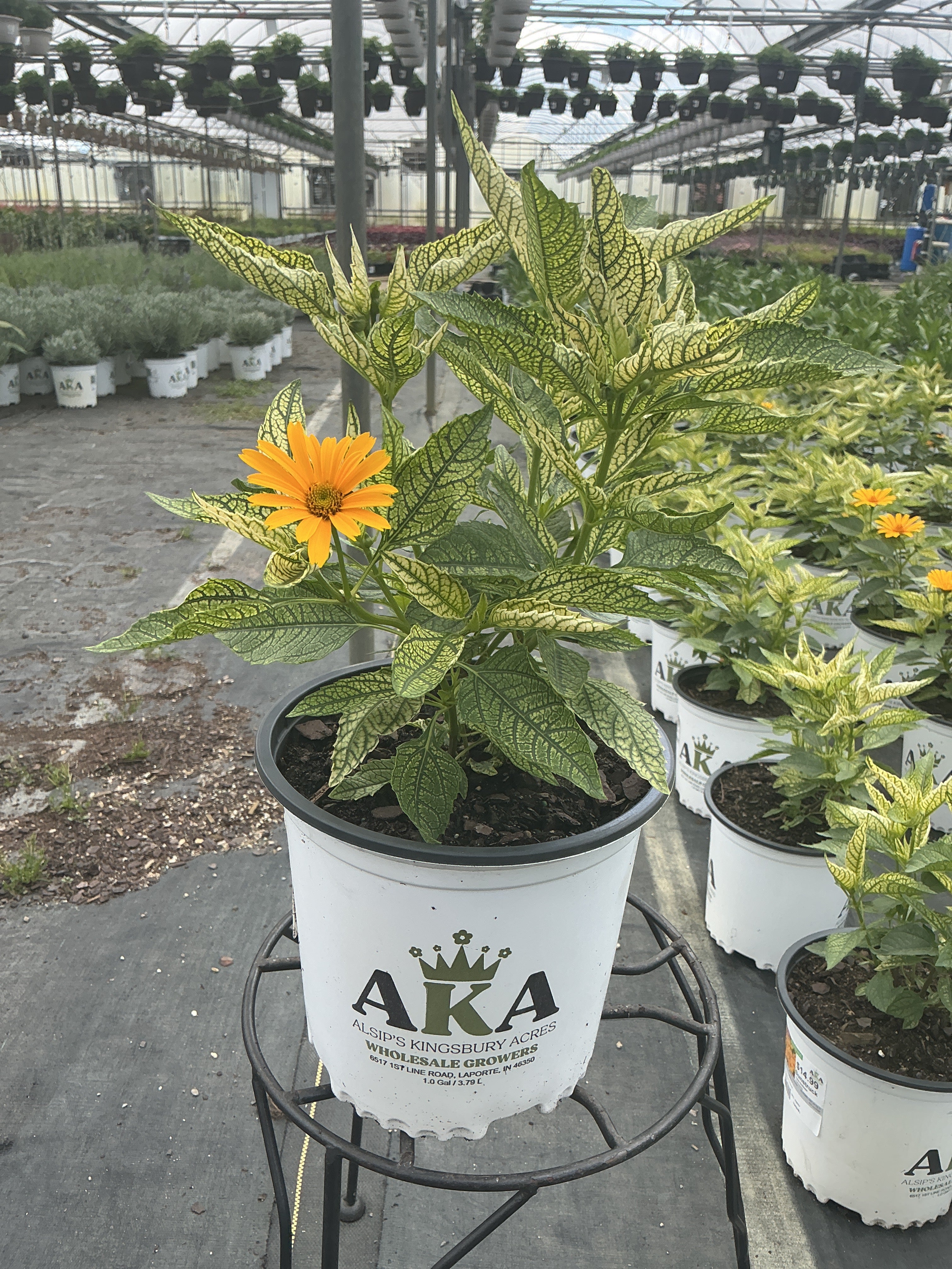 Heliopsis False Sunflower Sunstruck