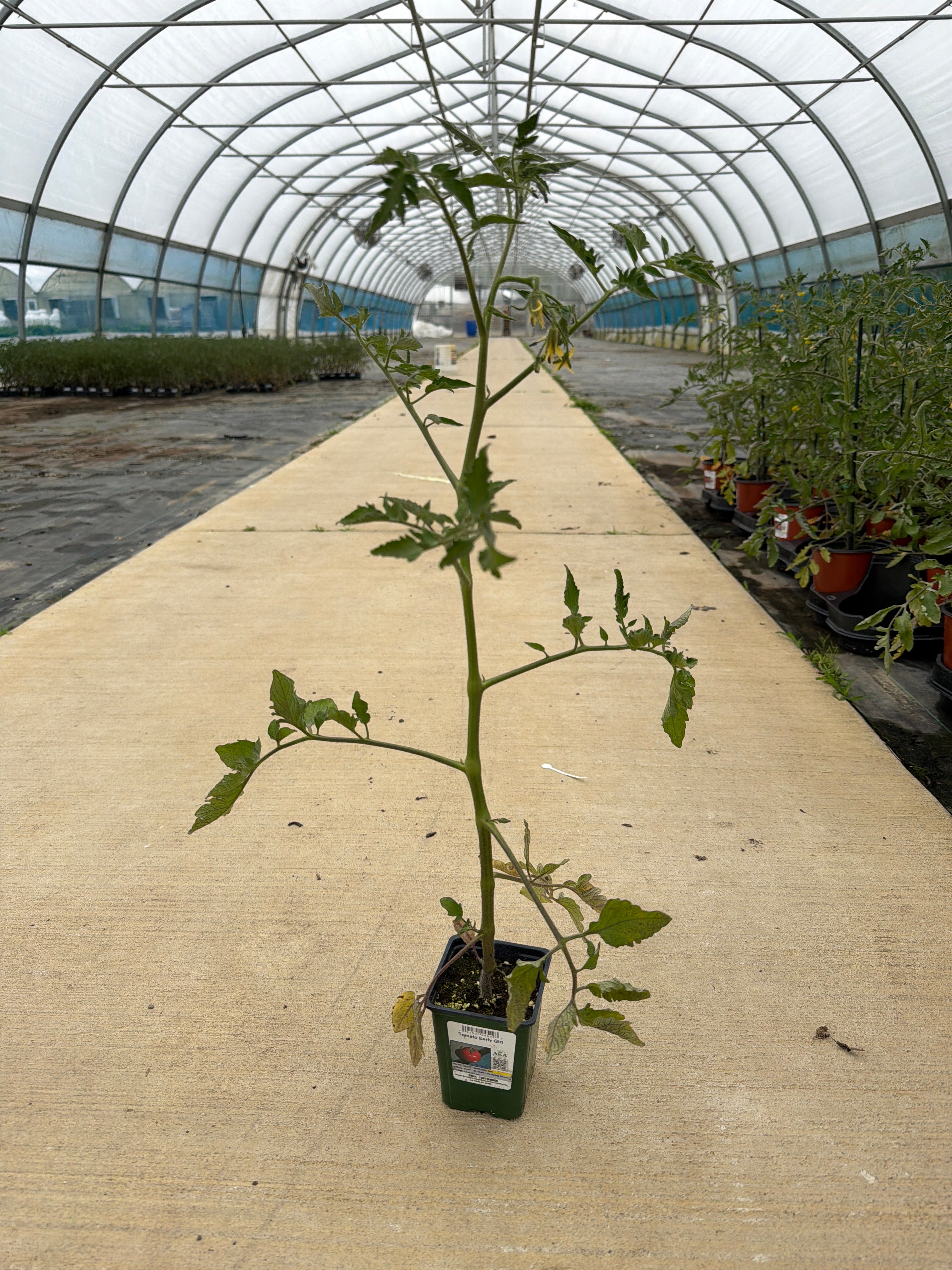 Tomato Early Girl - 4" Potted Vegetable