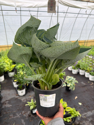 Hosta Plantain Lily Abiqua Drinking Gourd