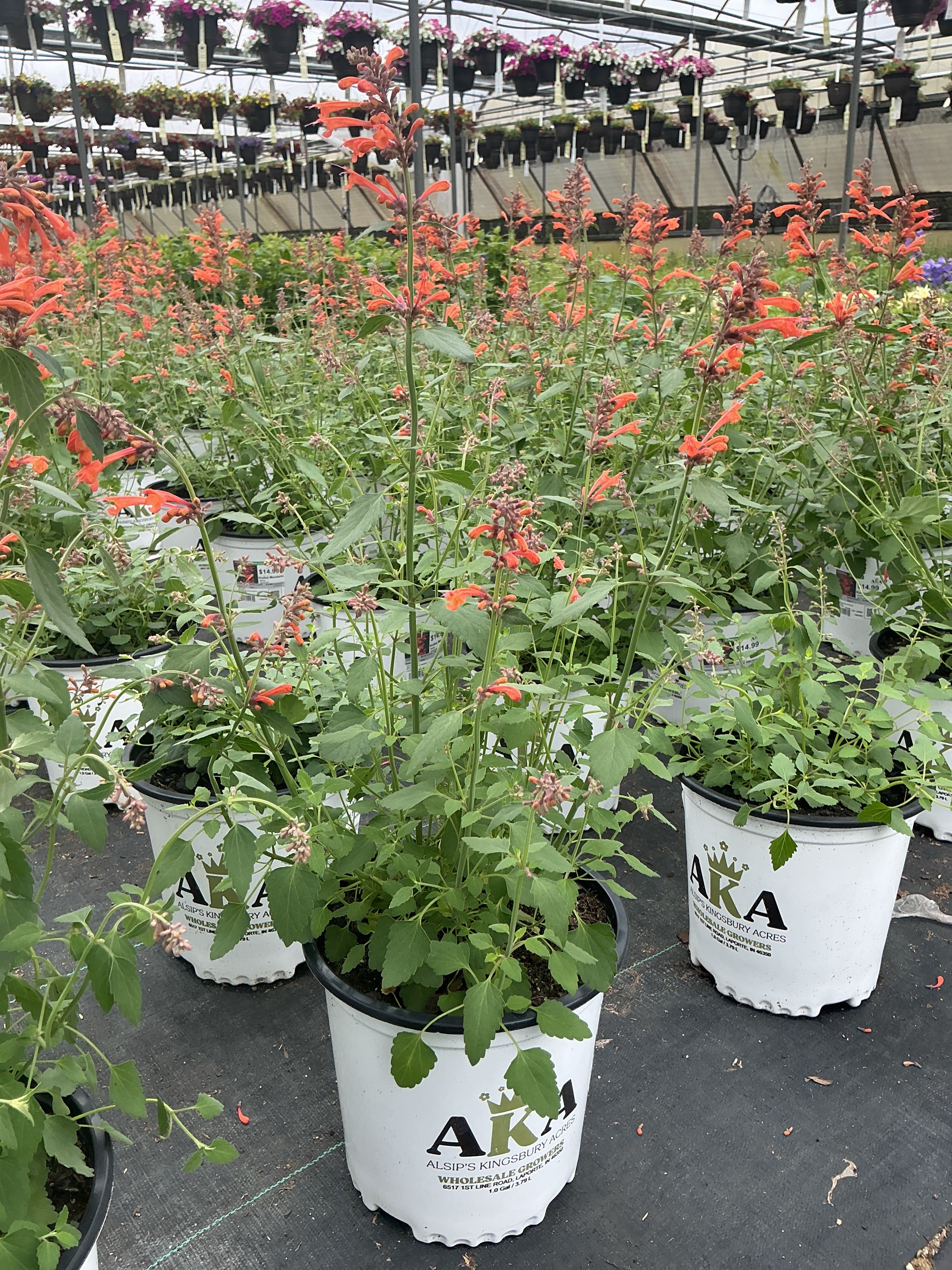 Agastache Hyssop Kudos Mandarin