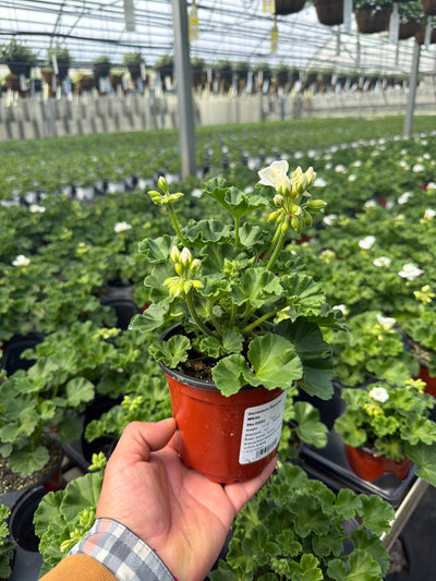 Geranium Dynamo White - 4.33" Premium Annual