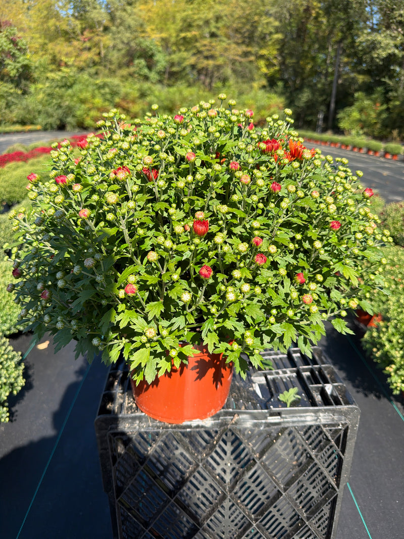 Blazing Orange - 8"x5" Potted Garden Mum