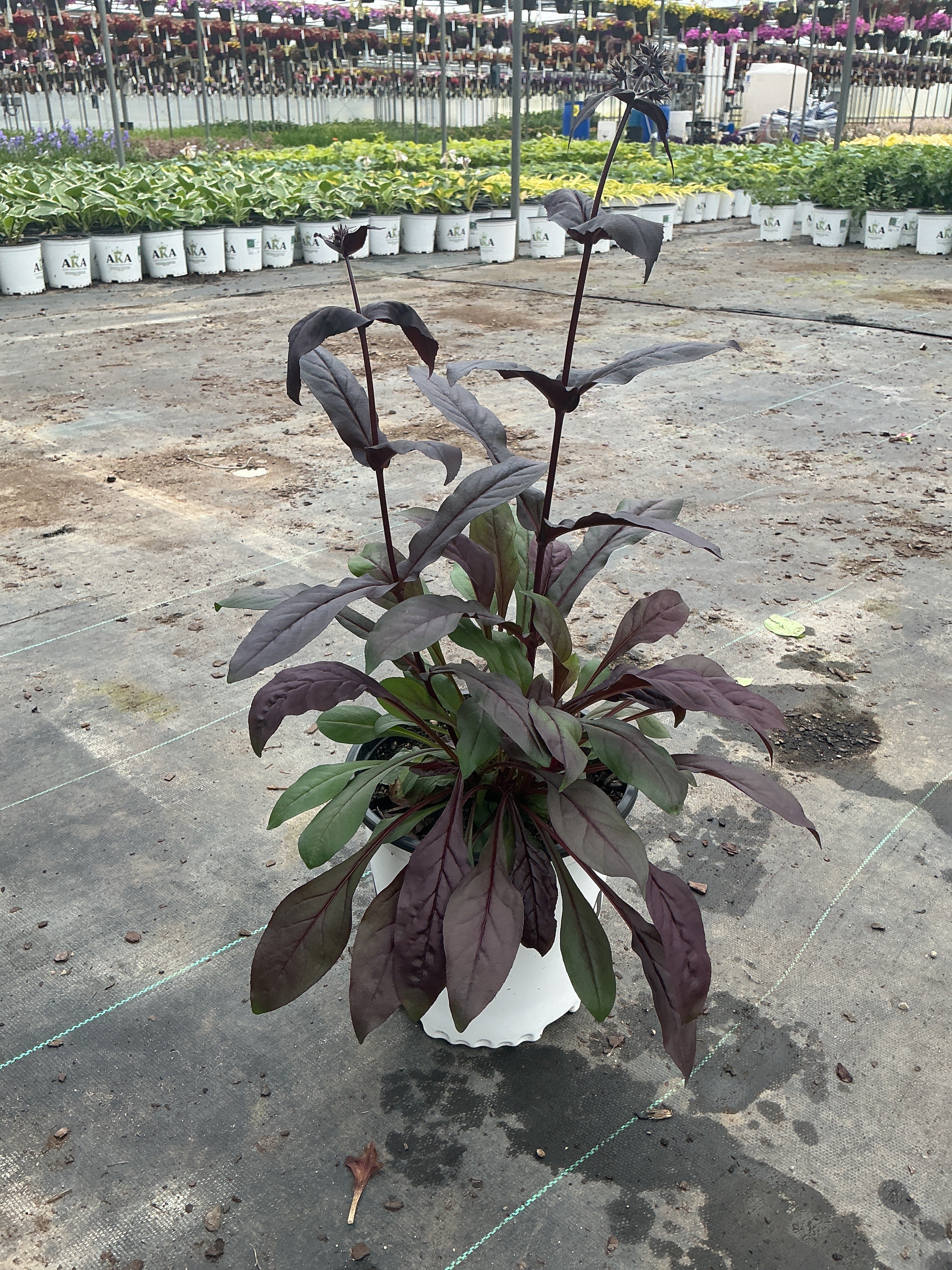 Penstemon Beardtongue Black Beard