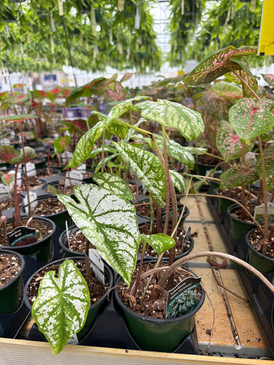 Caladium White