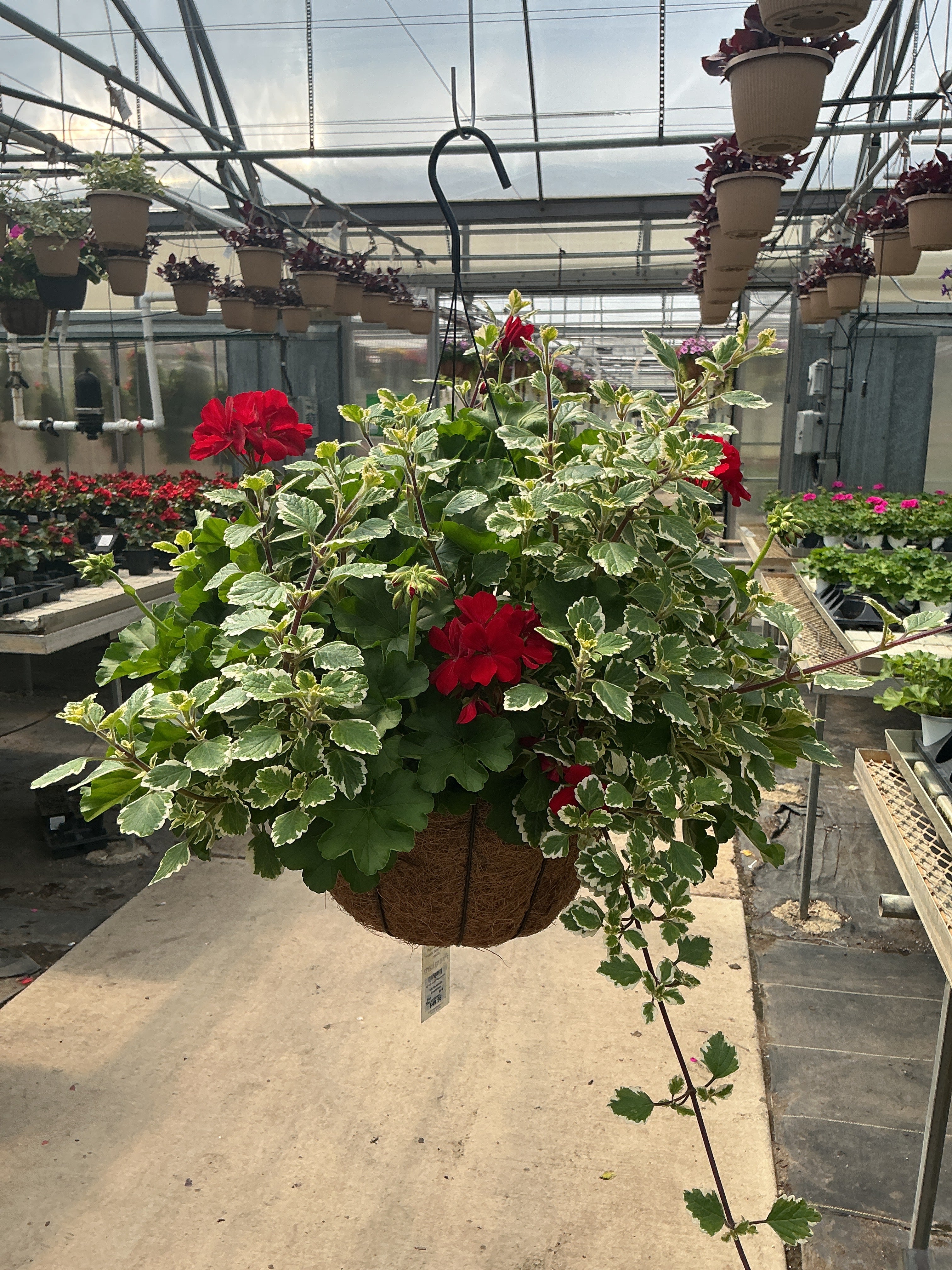 302 Geranium Breathless - 12" Coco Hanging Basket