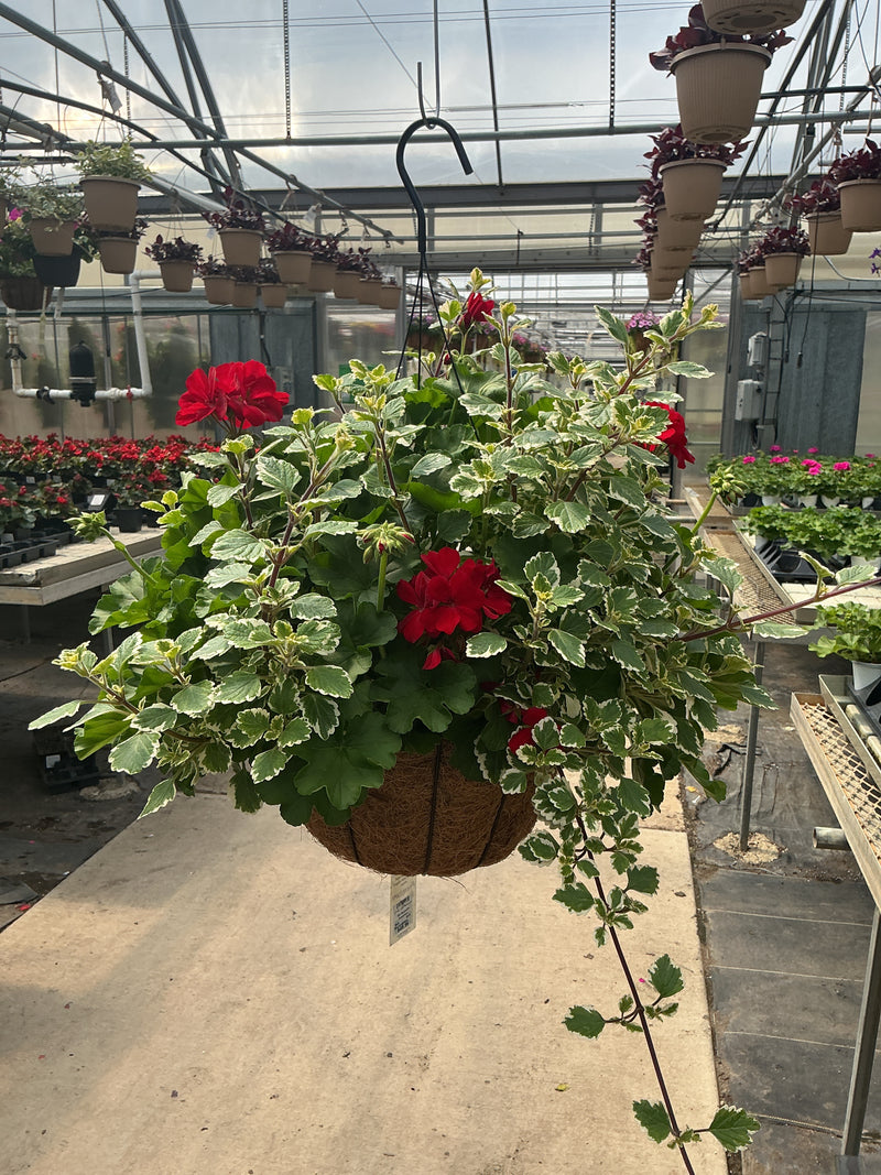 302 Geranium Breathless - 12" Coco Hanging Basket