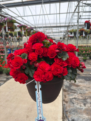 Begonia Move2 Passion Red - 11" Hanging Basket