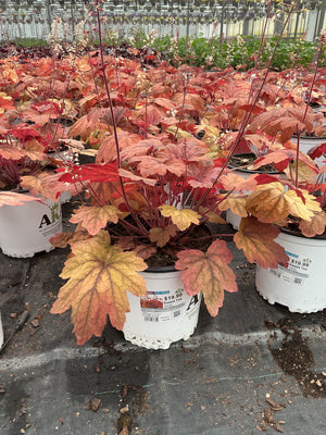Heucherella Foamy Bell Sweet Tea