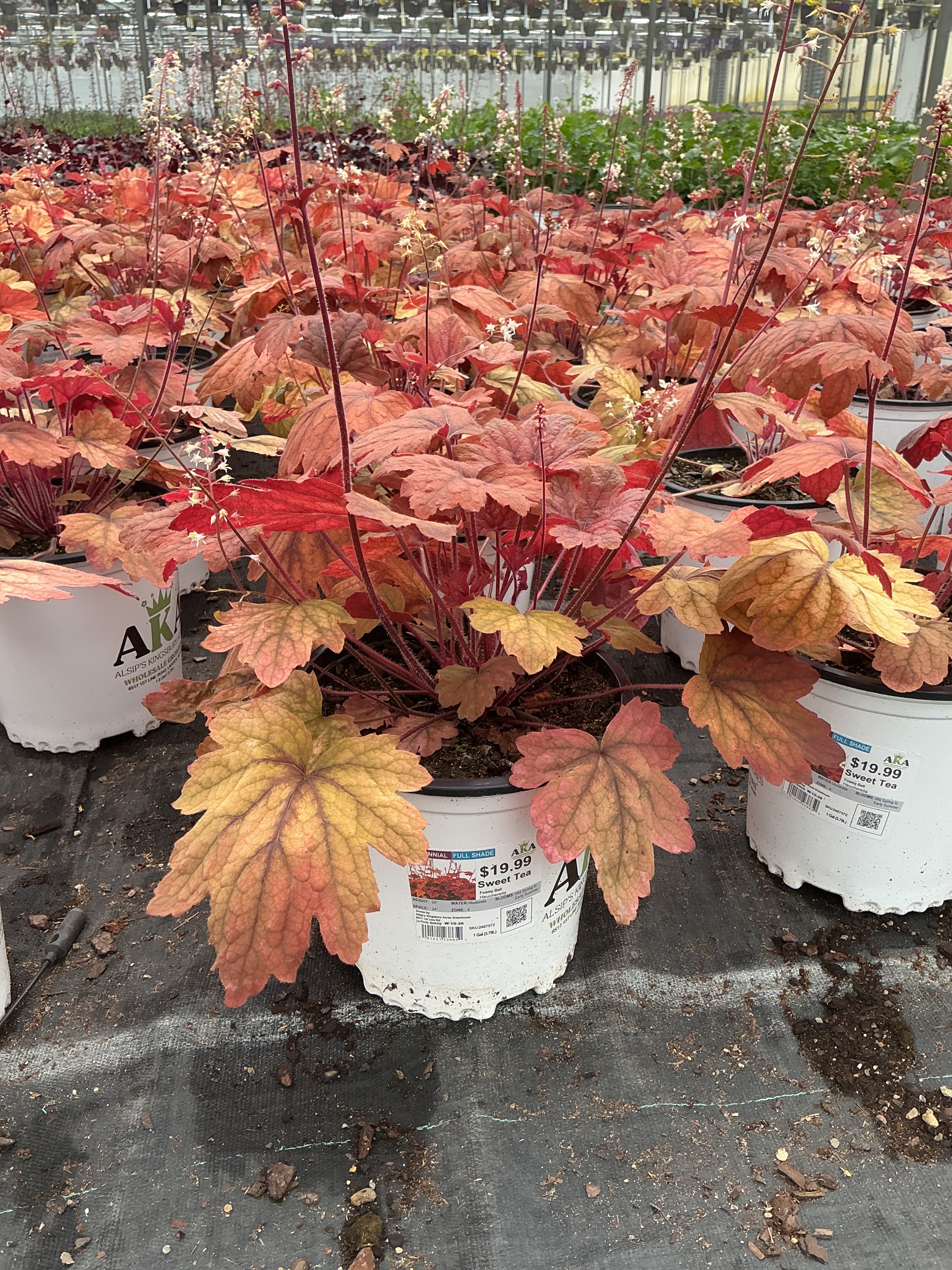 Heucherella Foamy Bell Sweet Tea
