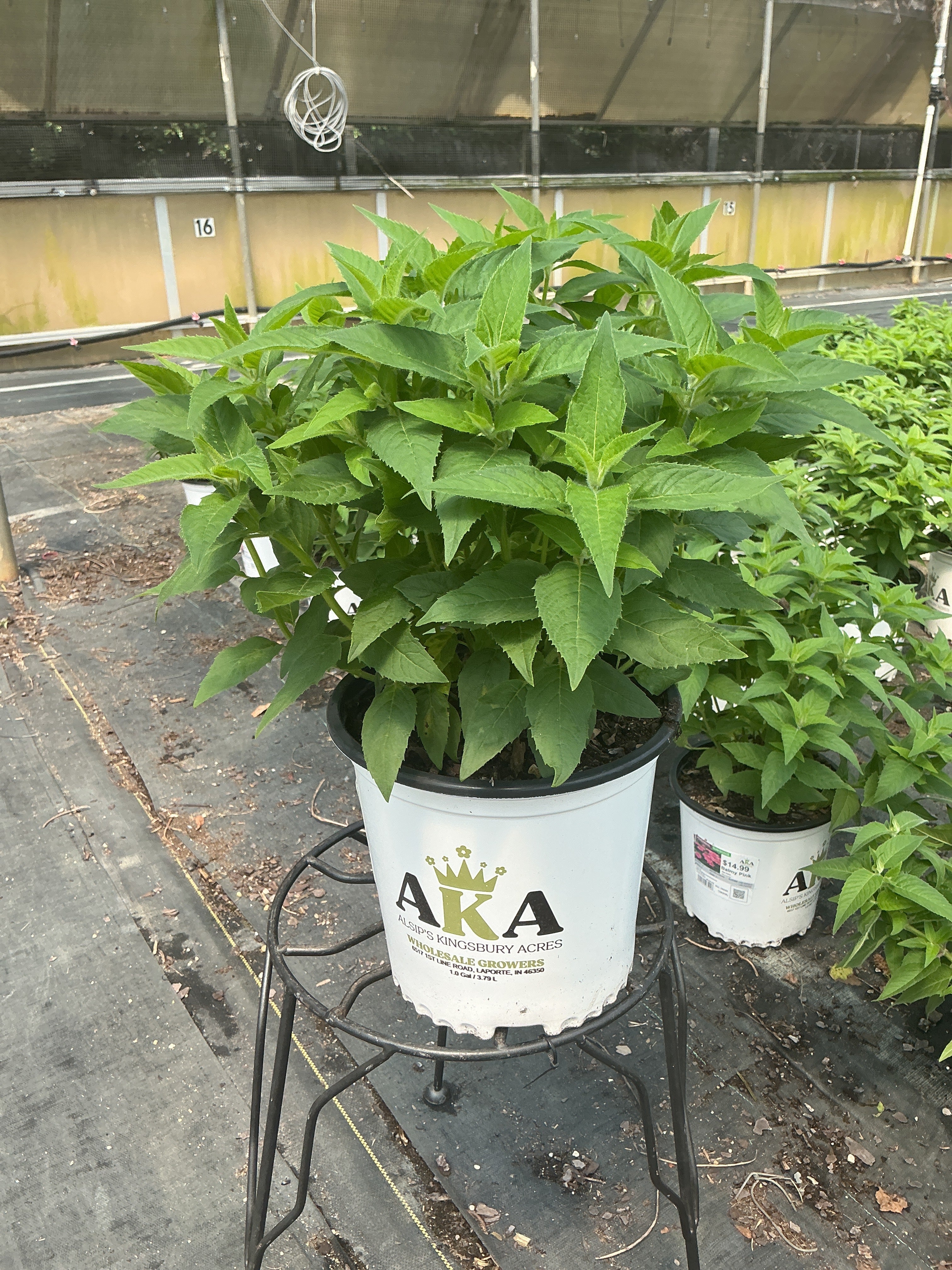 Monarda Bee Balm Balmy Pink