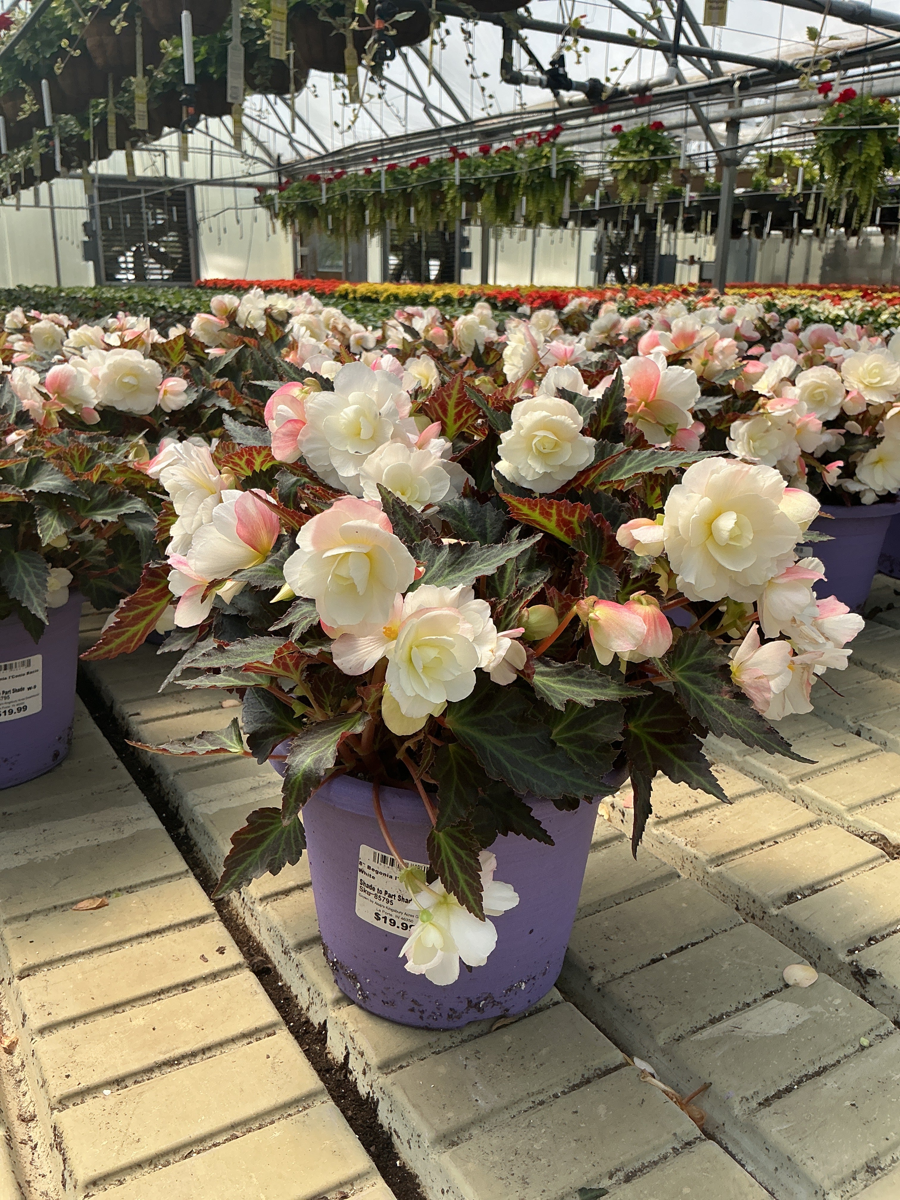 Begonia I'Conia Bacio White - 8" Planter