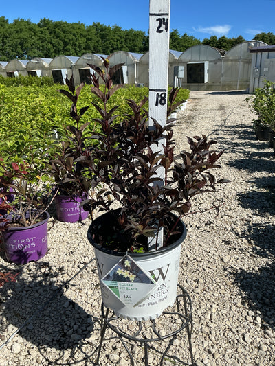 Diervilla Kodiak Jet Black