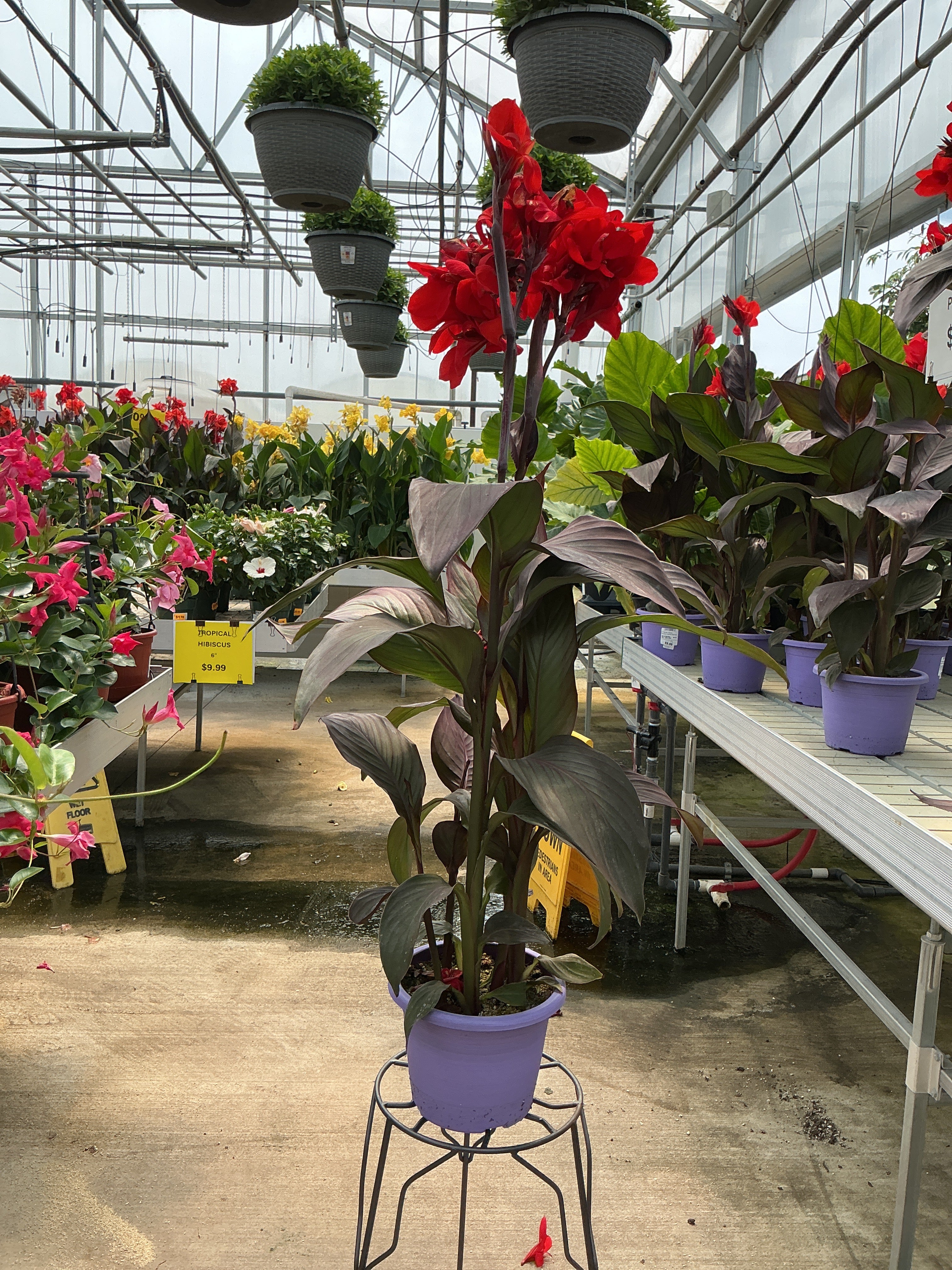 Canna Cannova Bronze Scarlet - 8" Planter