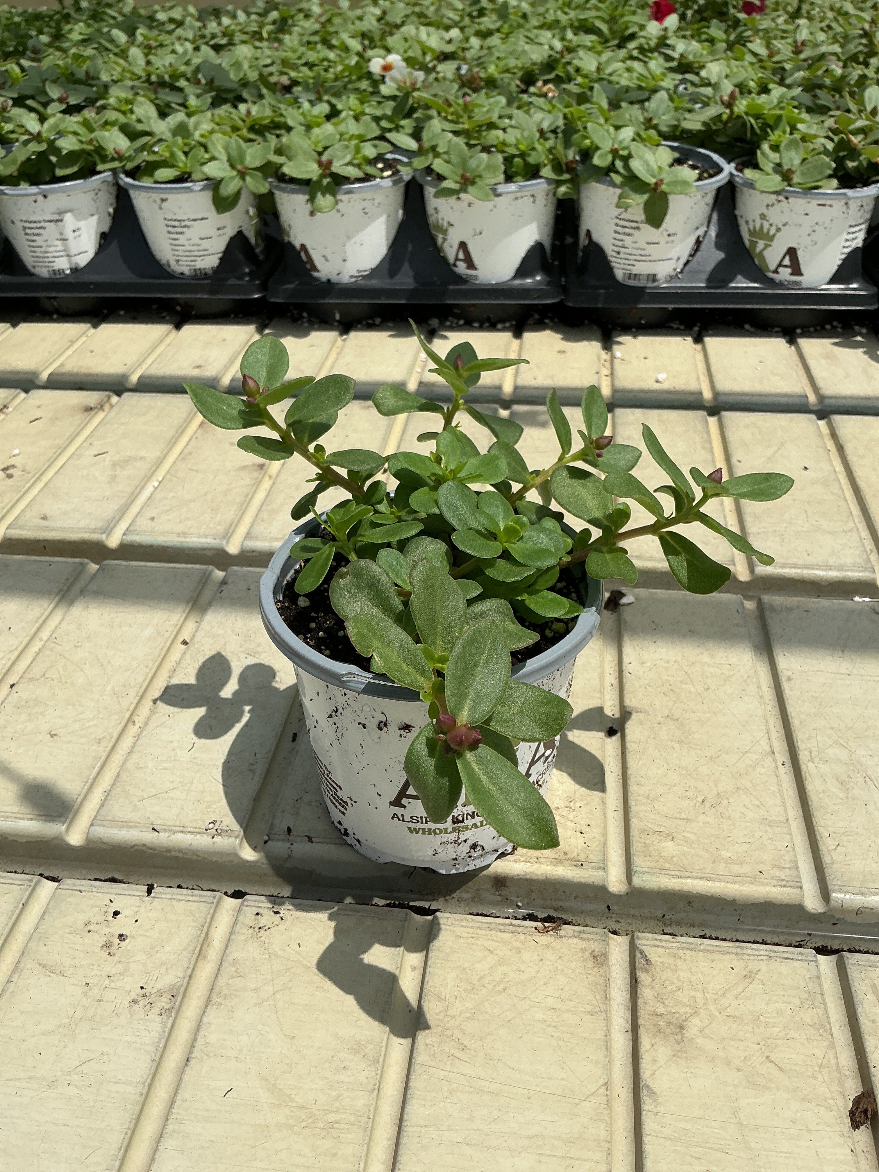 Portulaca Cupcake GrapeJelly - 4.33" Premium Annual