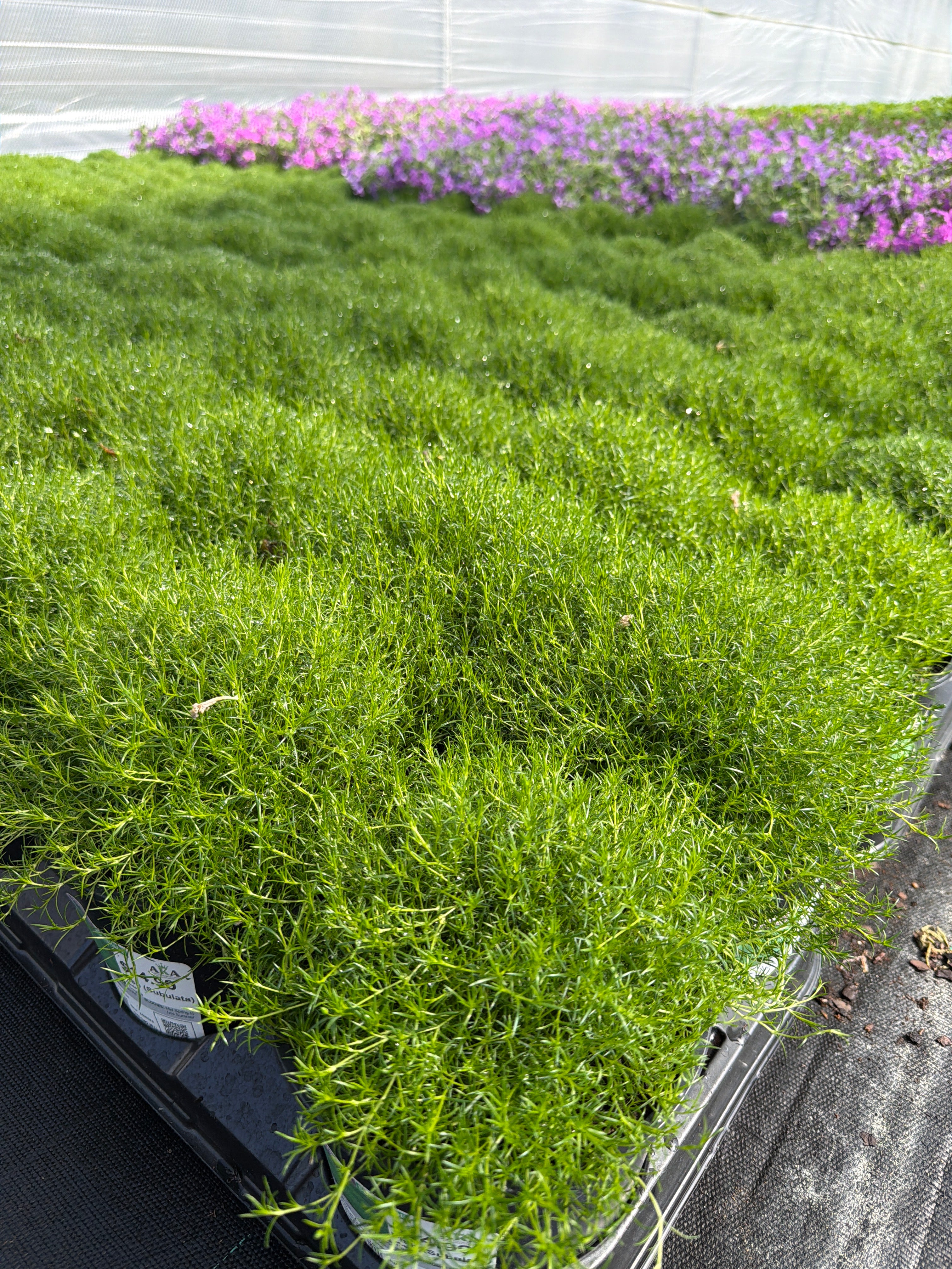 Sagina Moss Irish (Subulata) - 6" Perennial