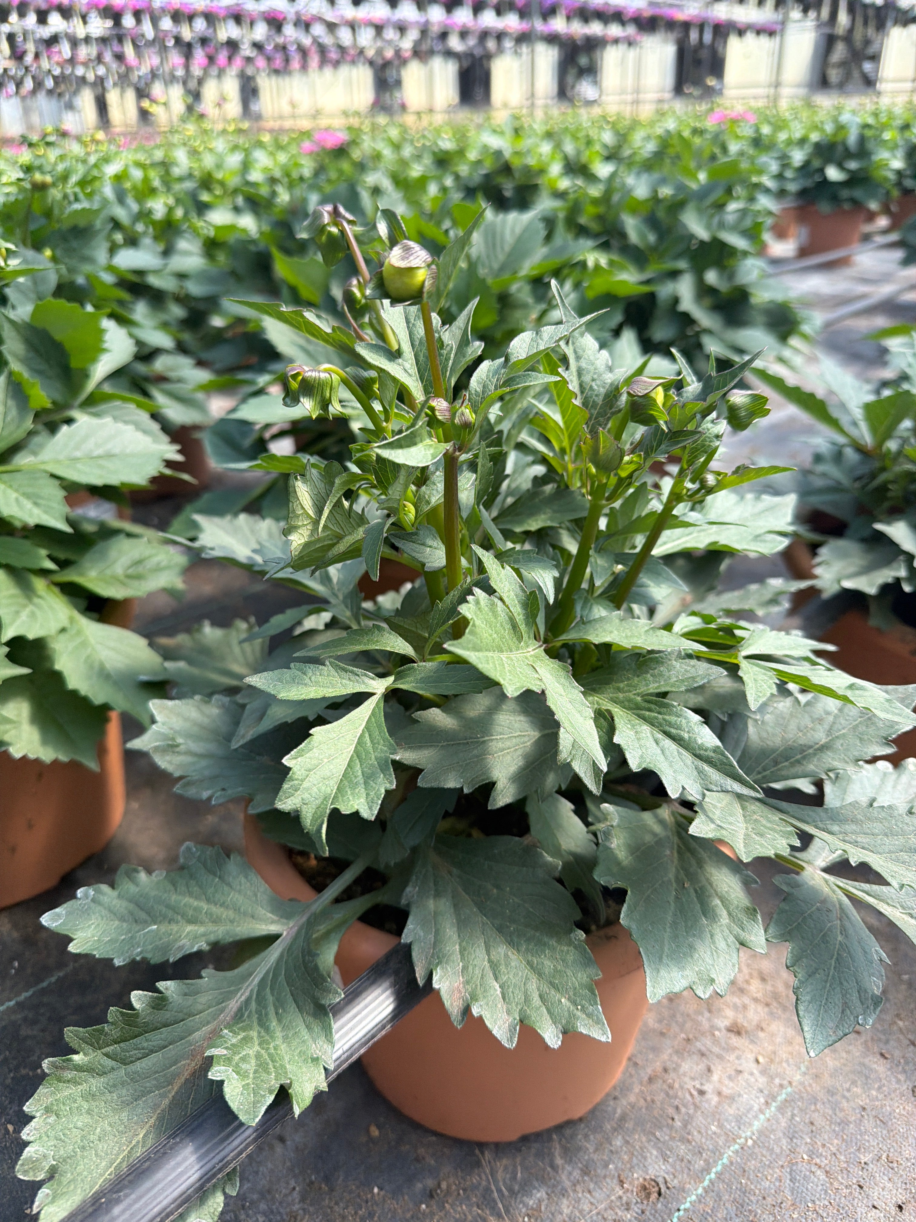 Dahlia Venti Passion Fruit - 8" Planter