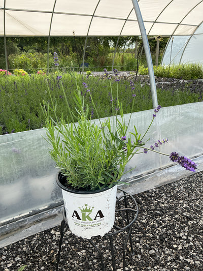 Lavandula Lavender Superblue