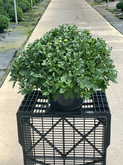 Solar Flare - 8"x5" Potted Garden Mum