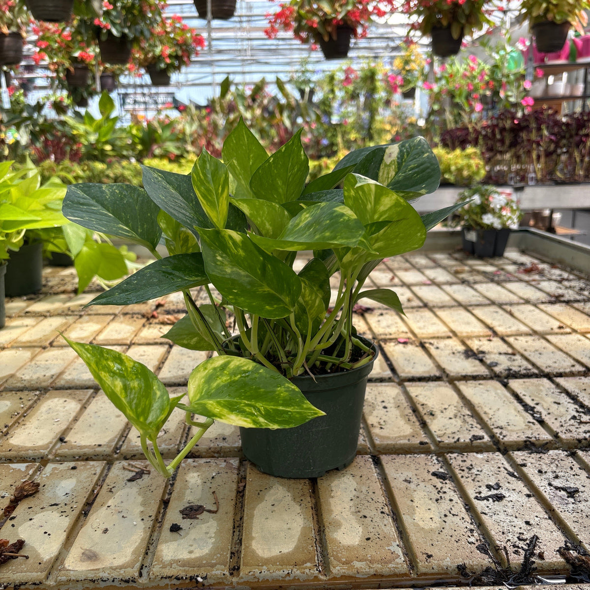 Golden Potted Houseplanthos - Epipremnum aureum - 6" Potted Houseplant