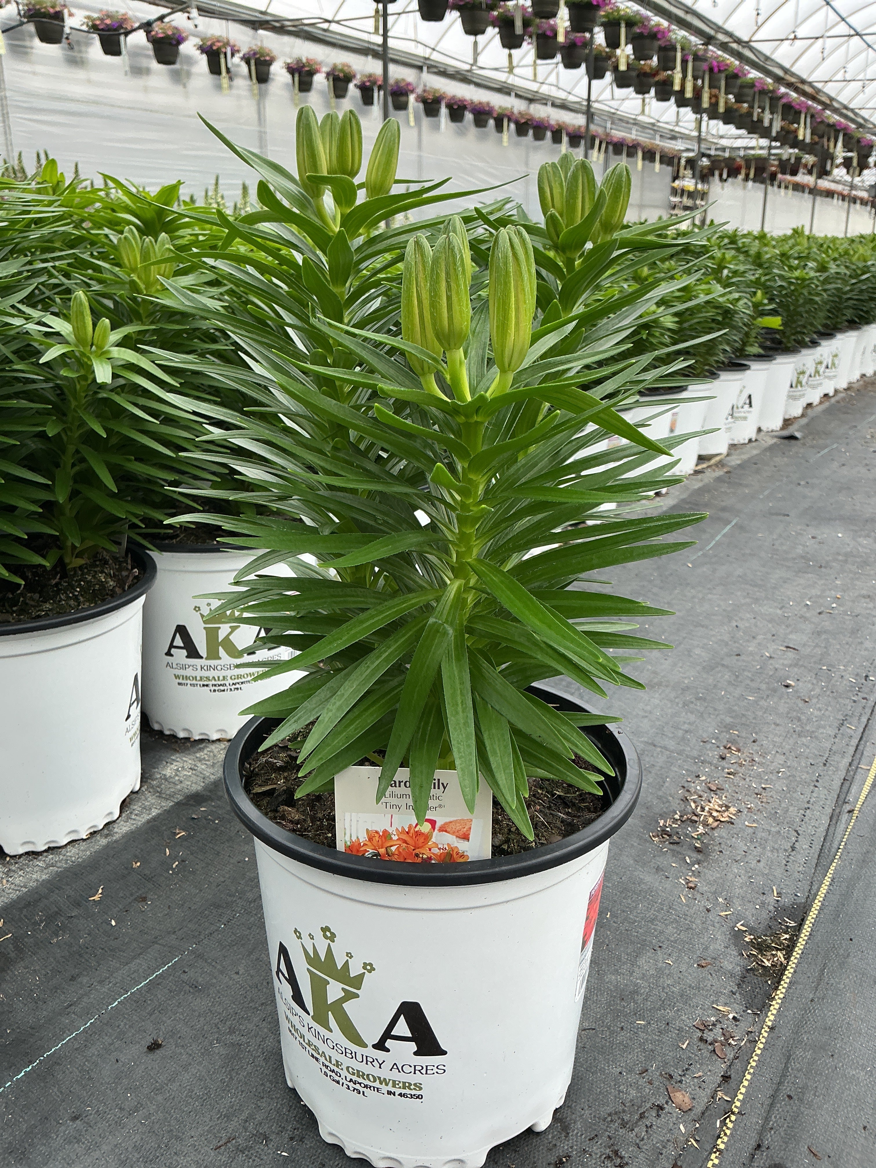 Lilium Lily Lily Looks Tiny Invader
