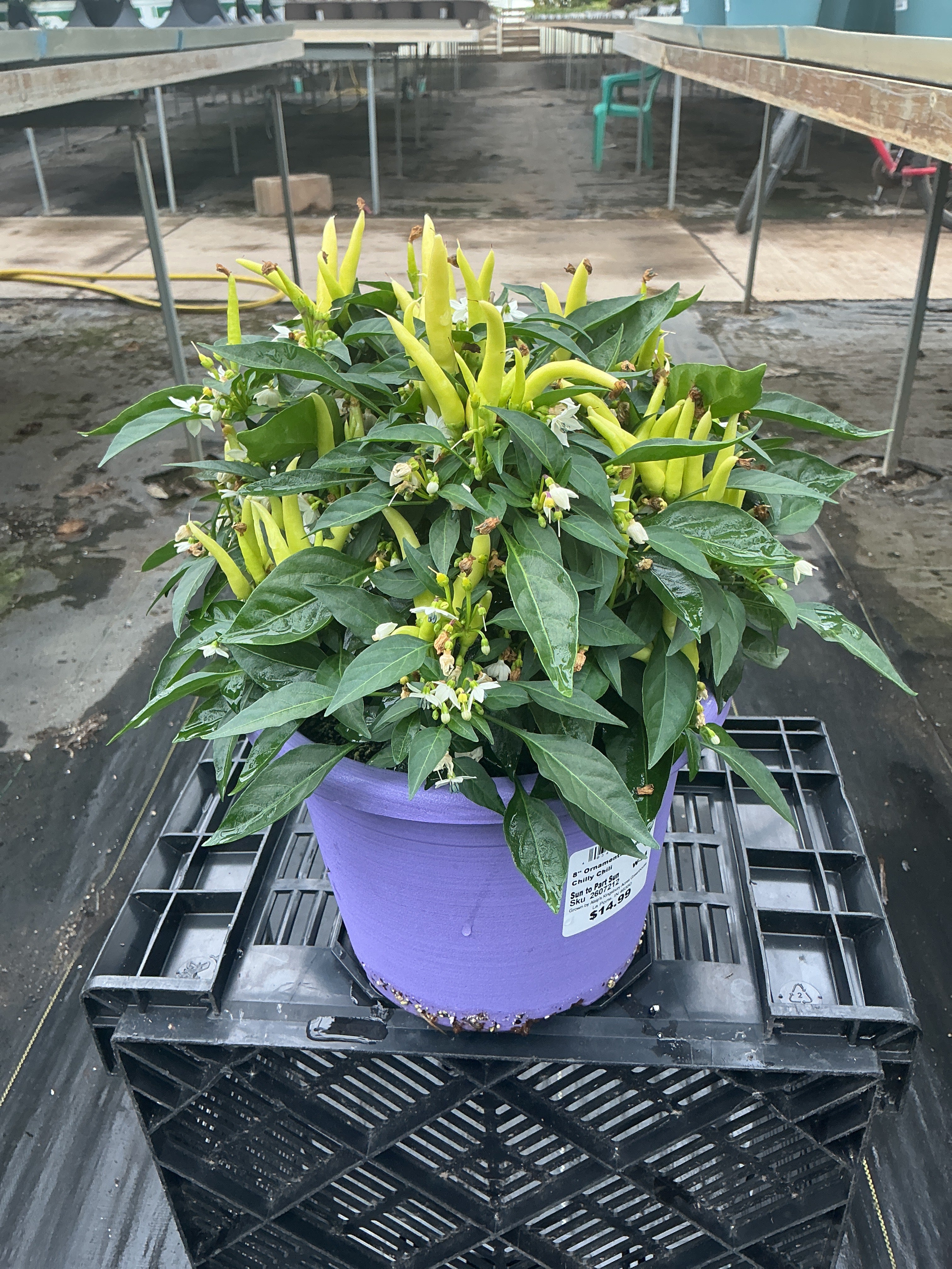 Chilly Chili Ornamental Pepper - 8" Fall Annuals