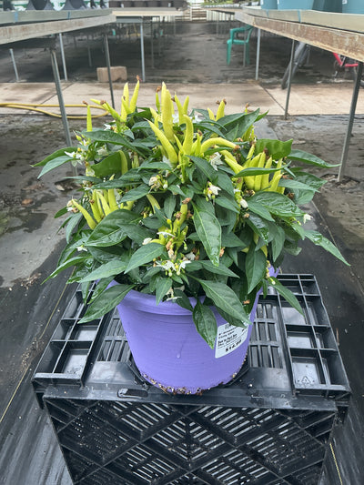 Chilly Chili Ornamental Pepper - 8" Fall Annuals