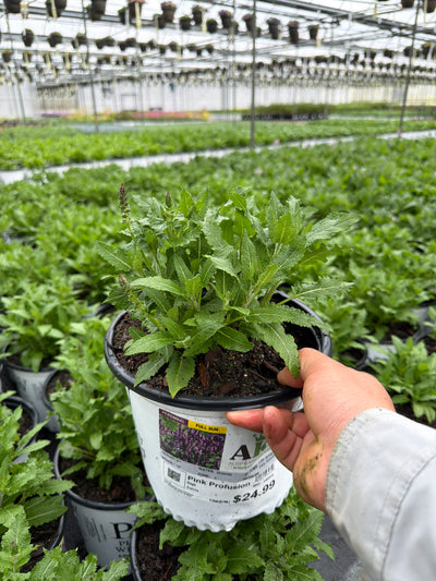 Salvia Sage Pink Profusion