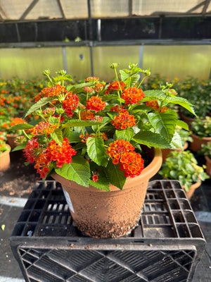 Lantana Hot Blooded Red - 8" Planter