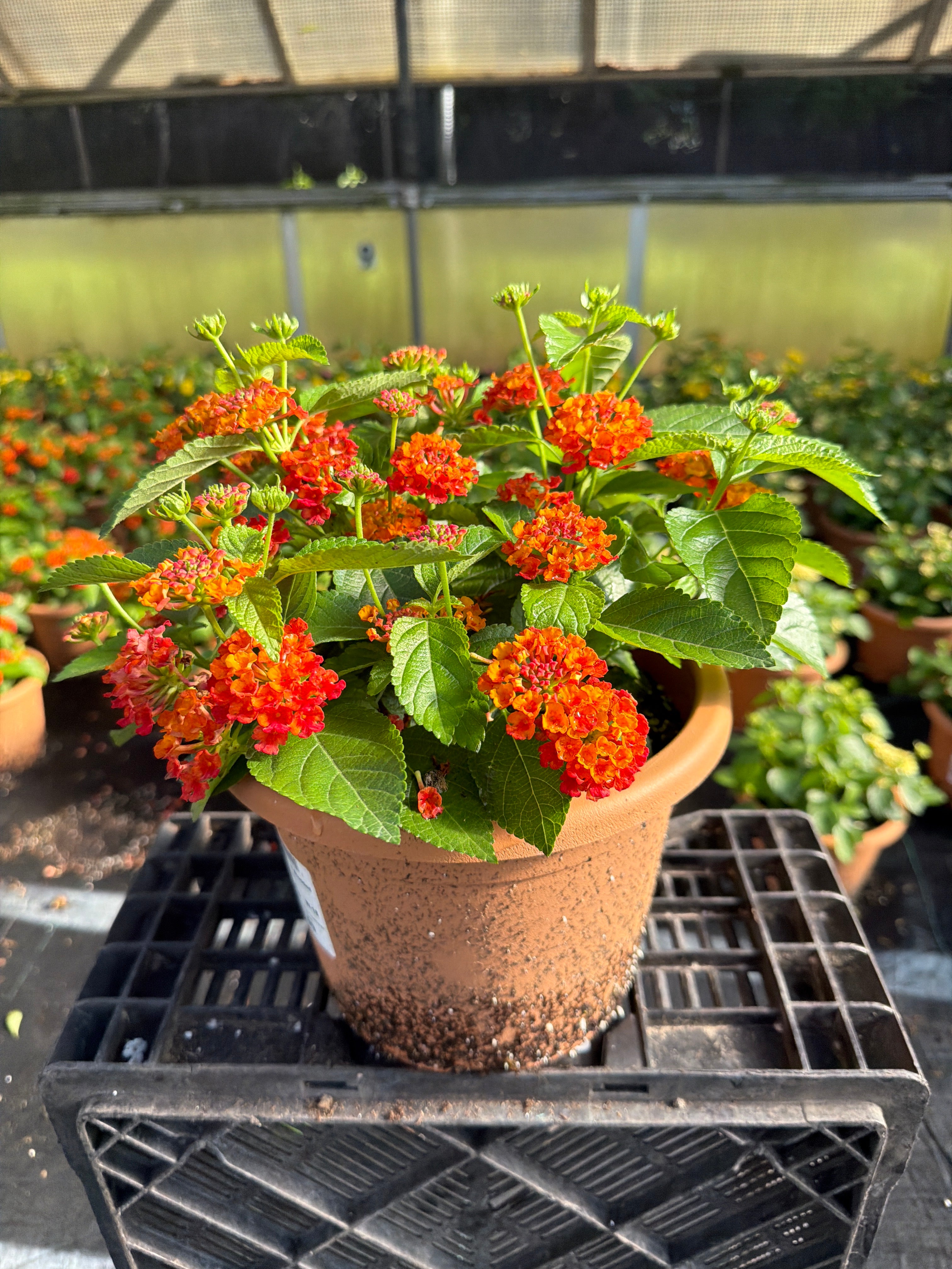 Lantana Hot Blooded Red - 8" Planter