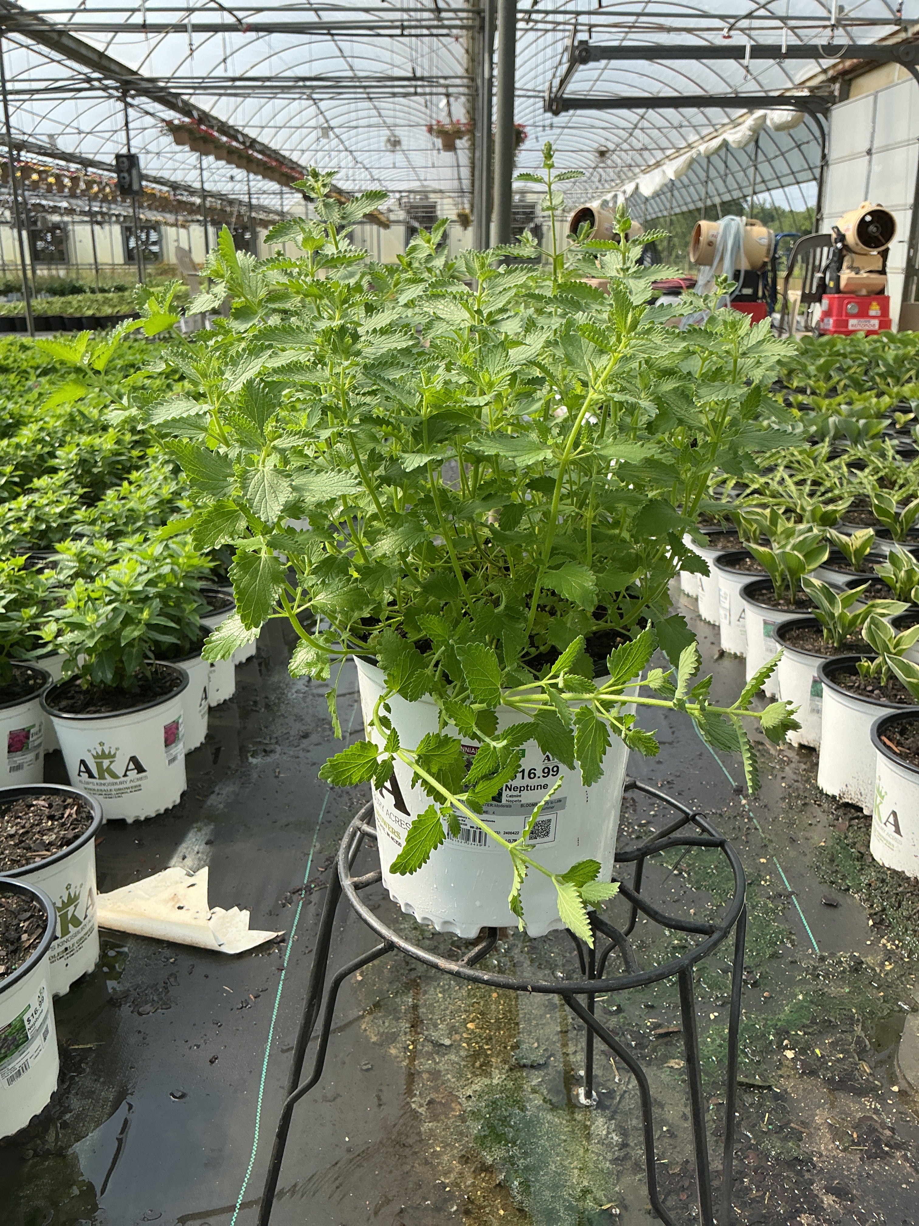 Nepeta Catmint Neptune
