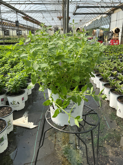 Nepeta Catmint Neptune