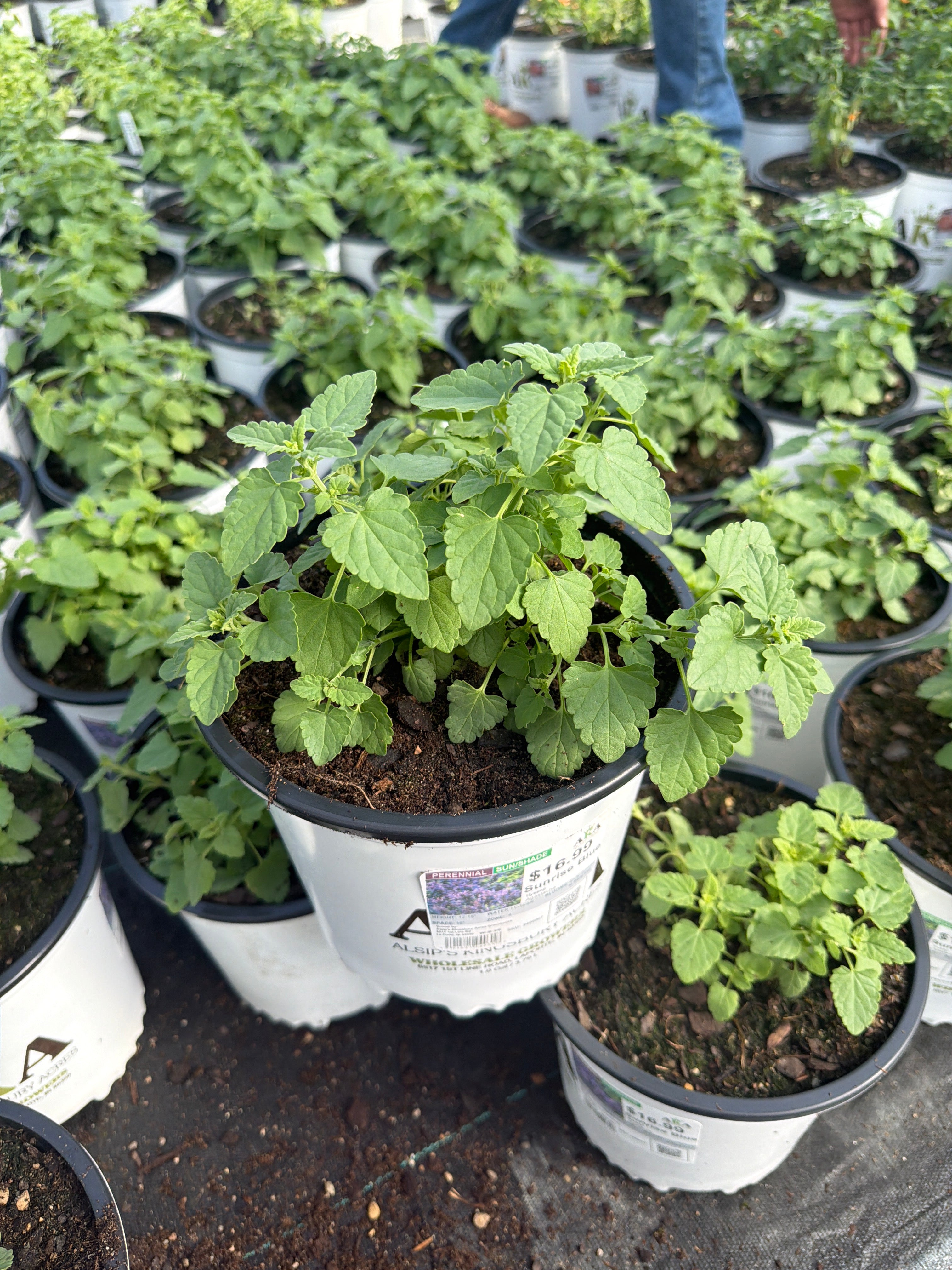 Agastache Hyssop Sunrise Blue