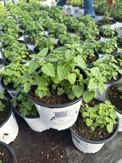 Agastache Hyssop Sunrise Blue