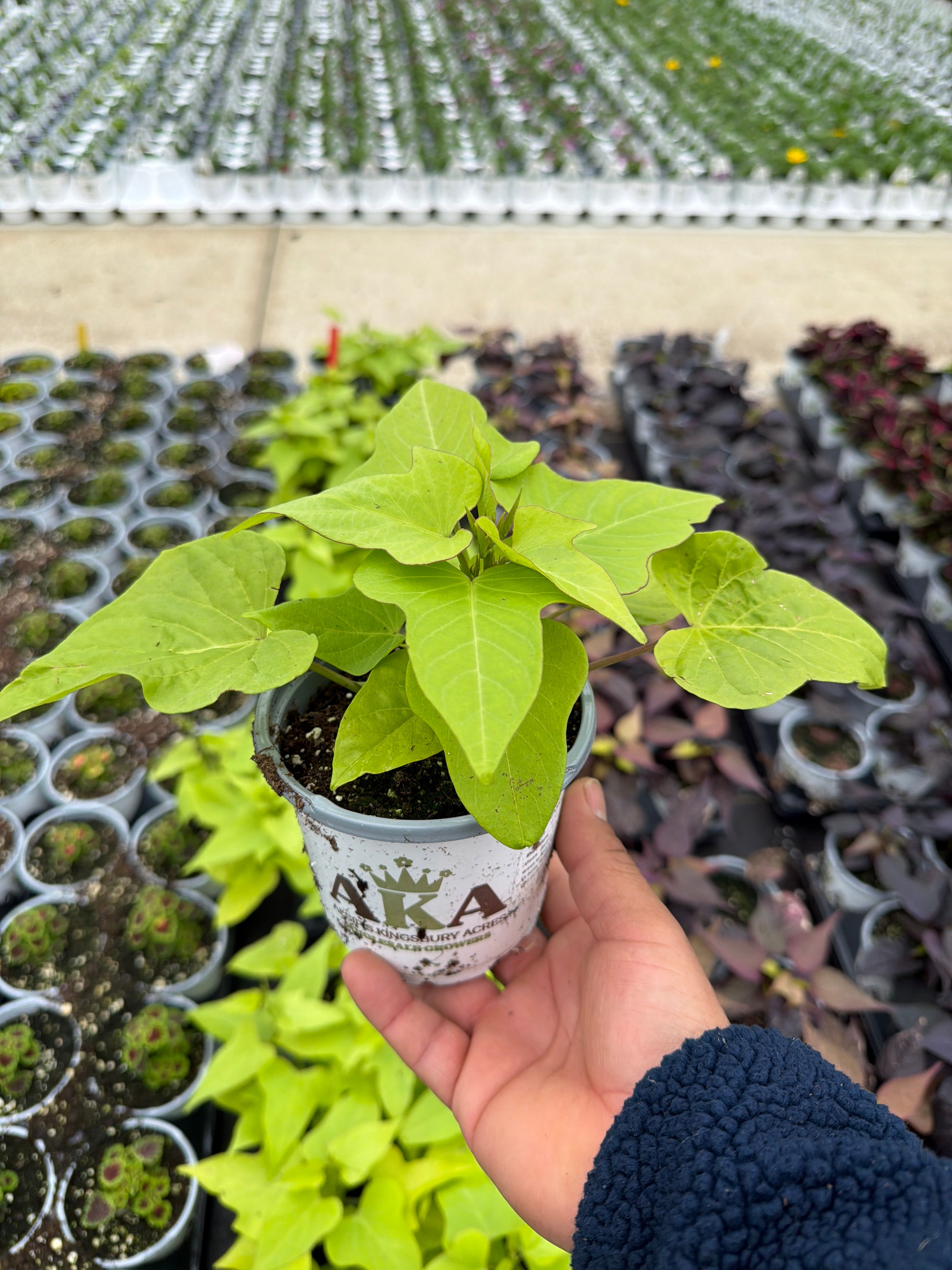 Ipomoea Marguerite - 4.33" Premium Annual