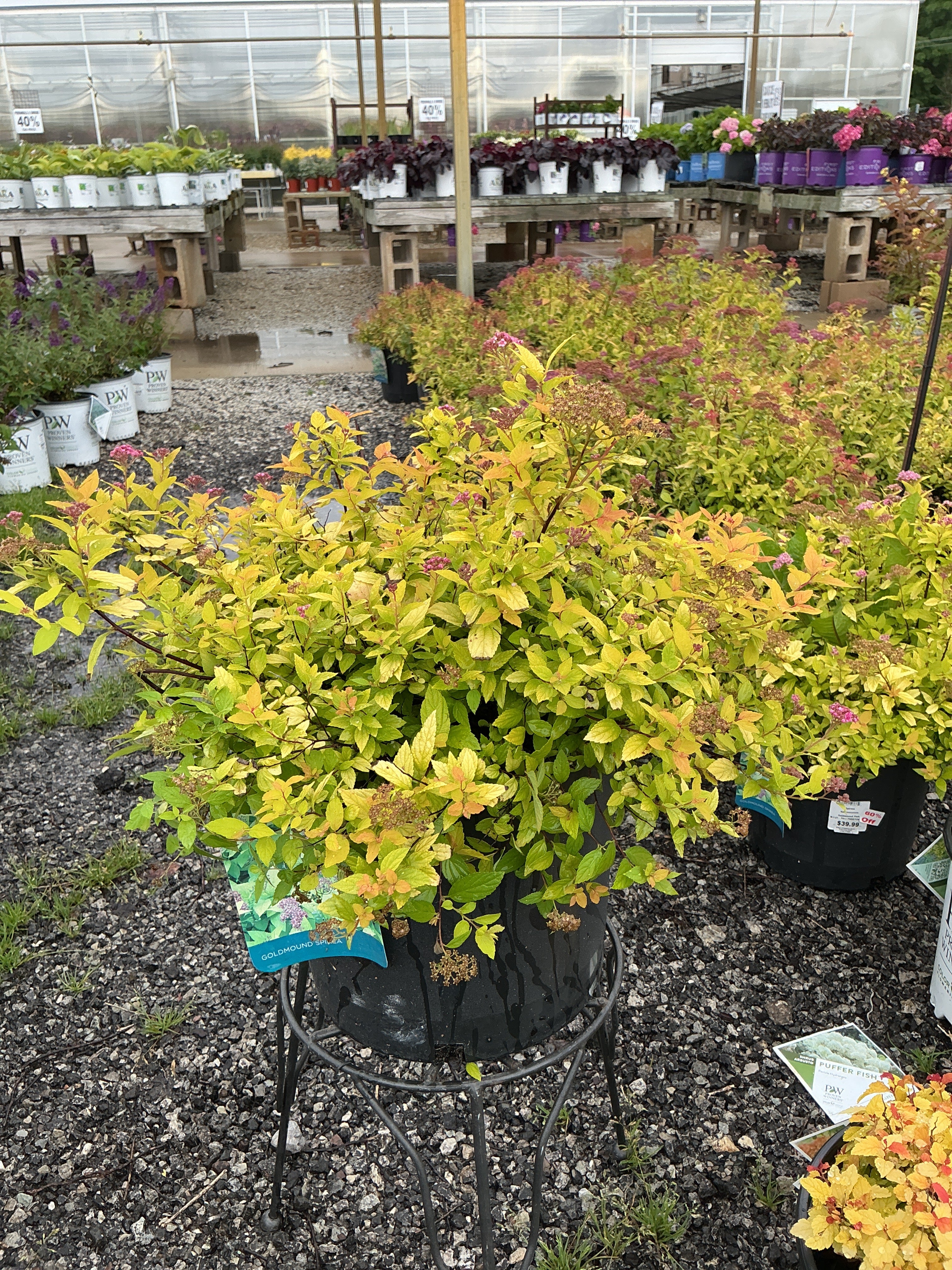 Spirea Goldmound Pink