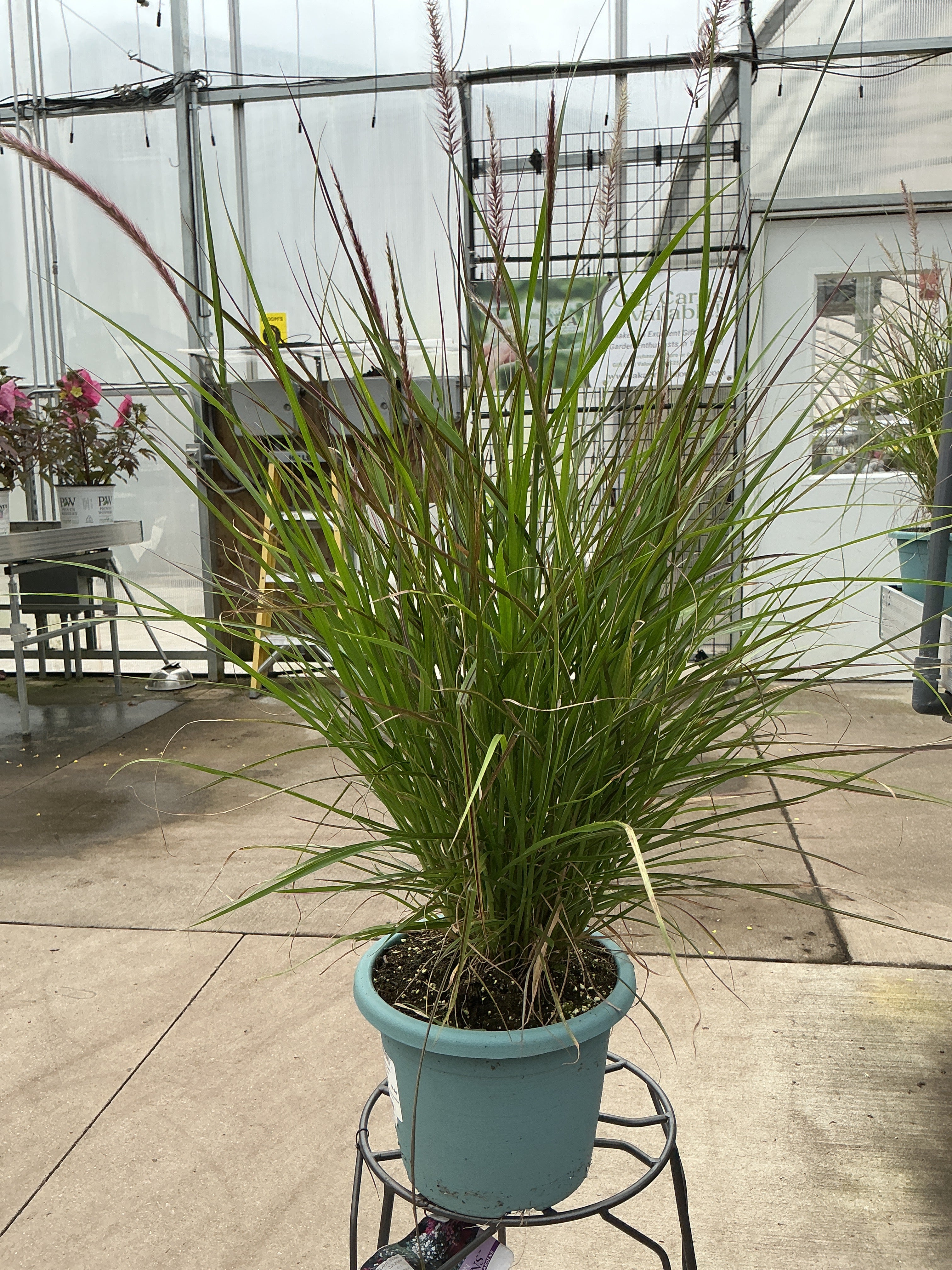 Purple Fountain Grass (Pennisetum rubrum) - 8" Annual Ornamental Grass