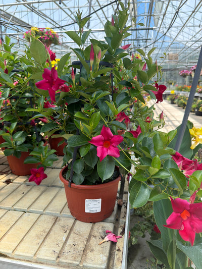Dipladenia Sun Parasol OG Crimson - 9" Trellis Planter