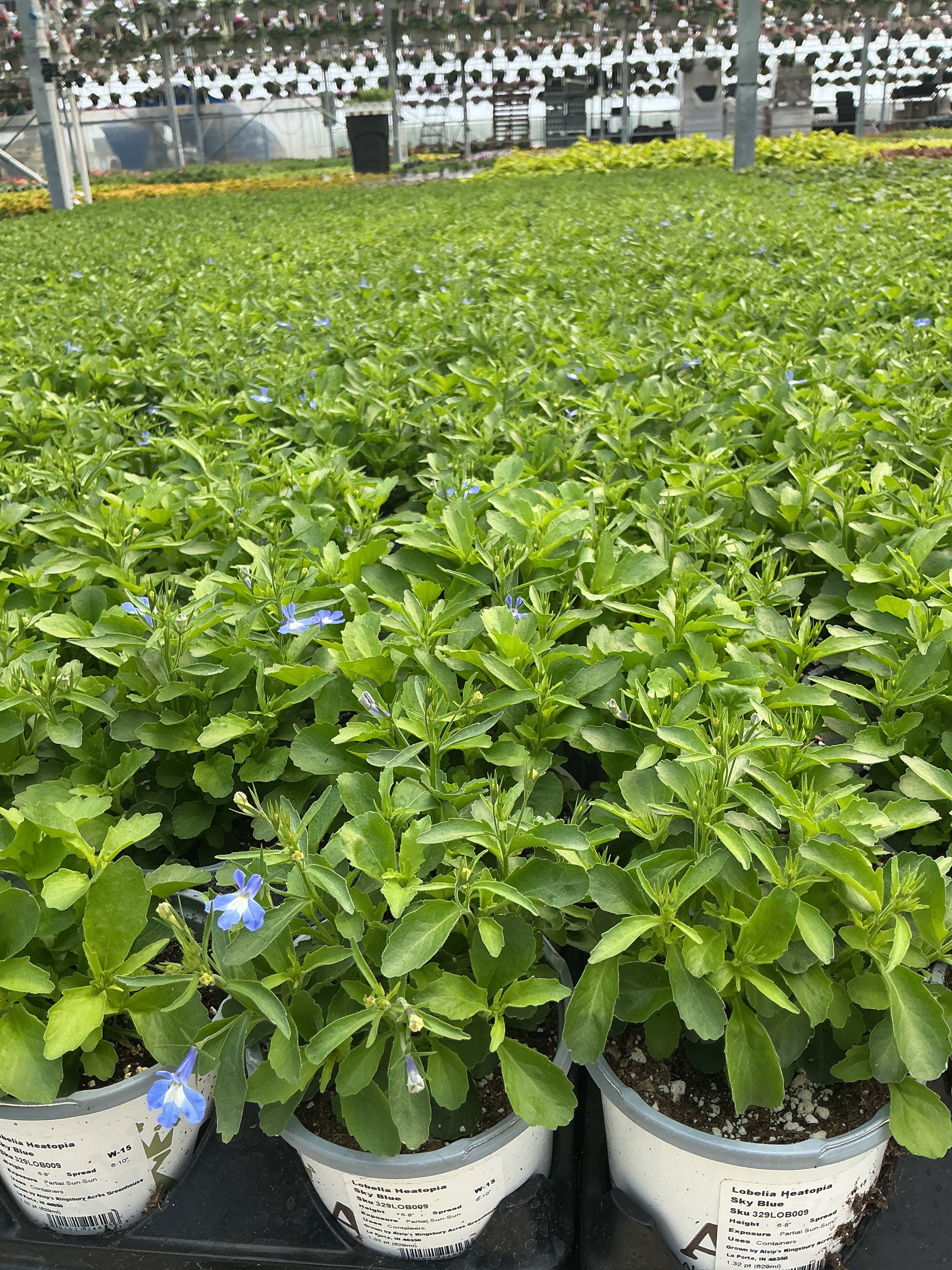 Lobelia Heatopia Sky Blue - 4.33" Premium Annual