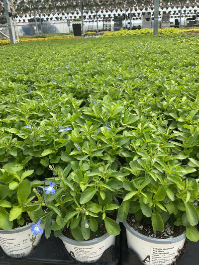 Lobelia Heatopia Sky Blue - 4.33" Premium Annual