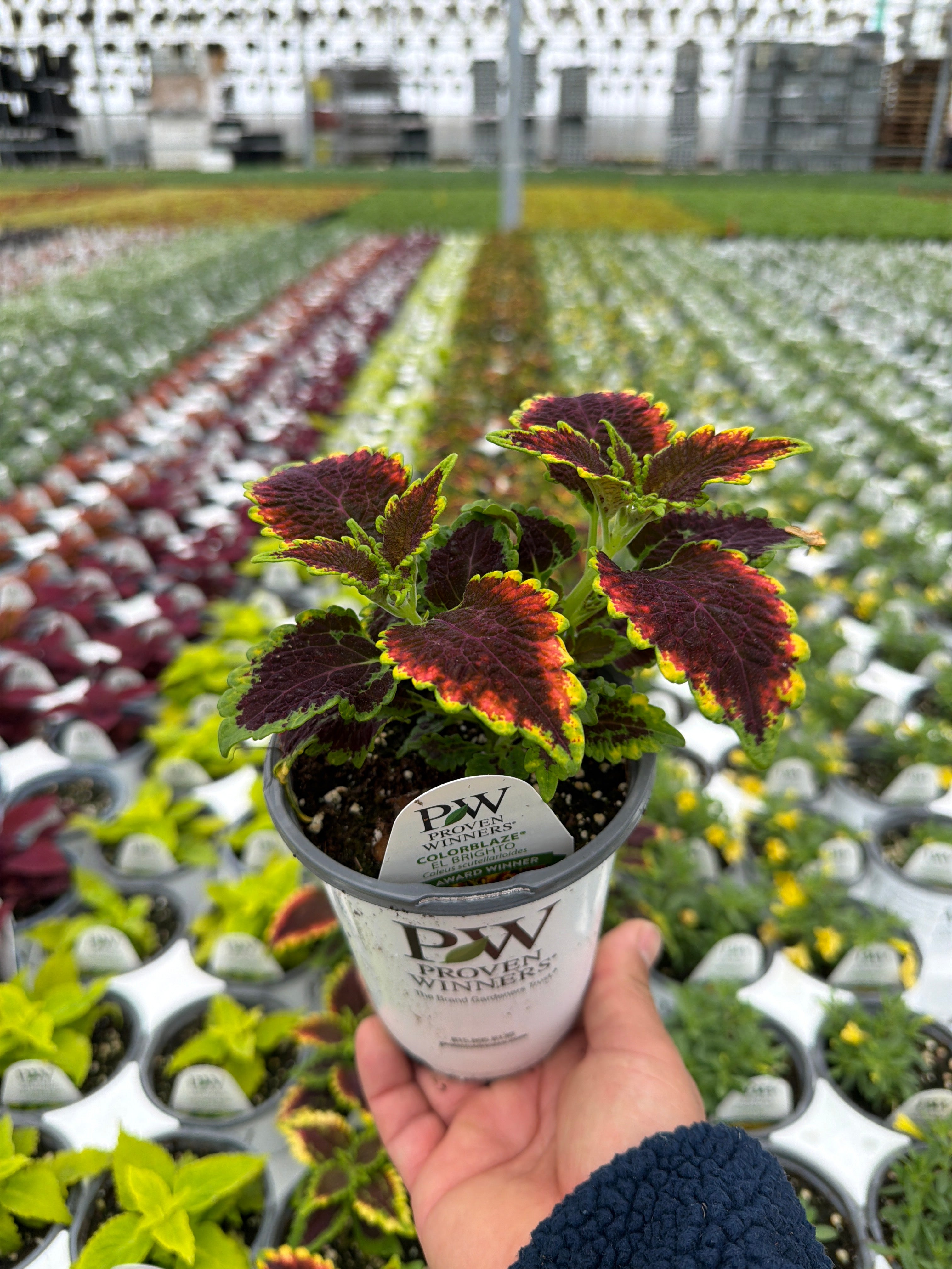 Coleus Colorblaze El Brighto - 4.25" Proven Winners Annual