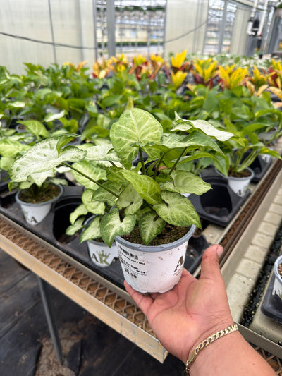 Falling Arrows™ White Butterfly Arrowhead Vine - Syngonium podophyllum - 4" Pot