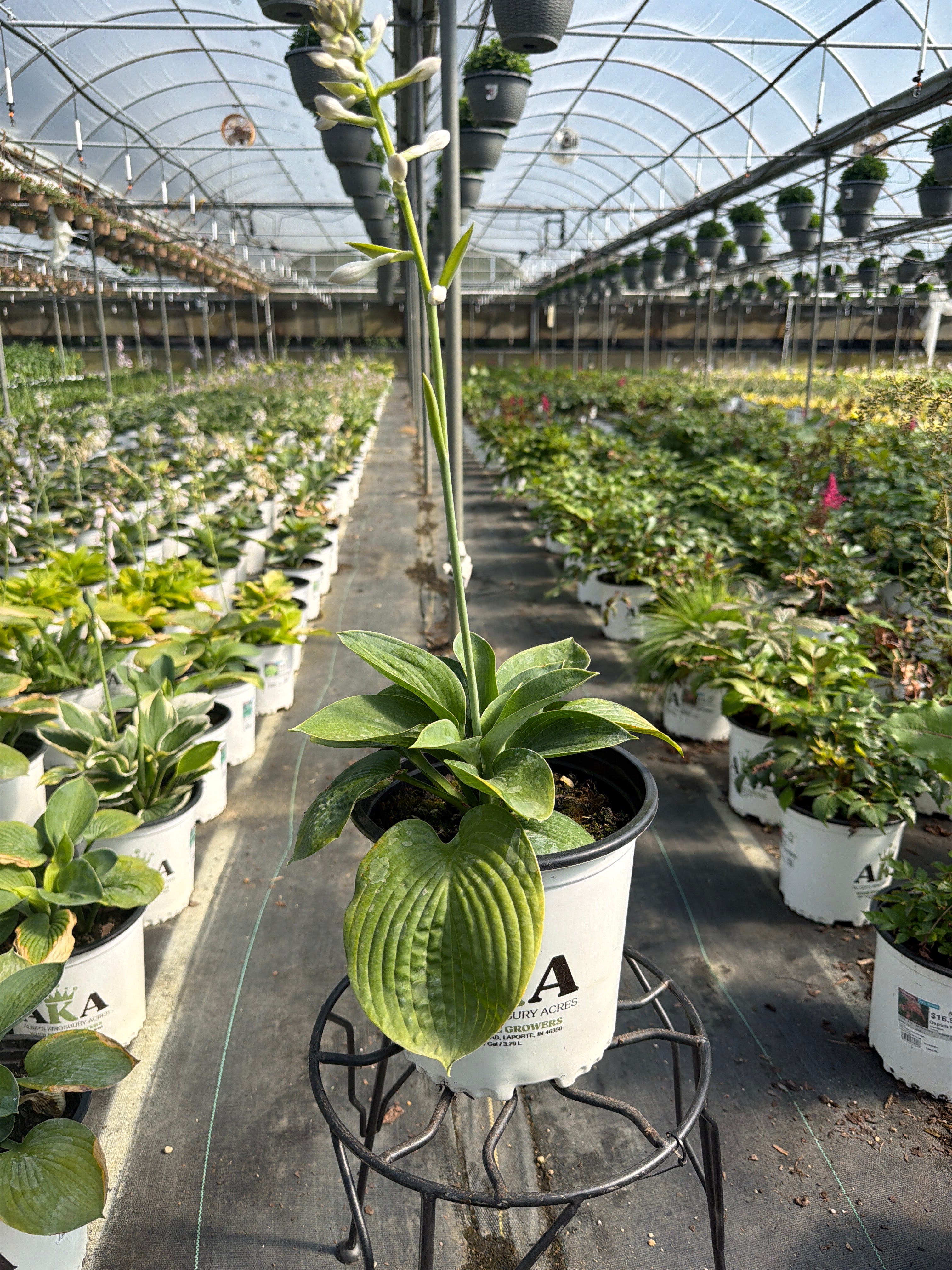 Hosta Plantain Lily Elegans