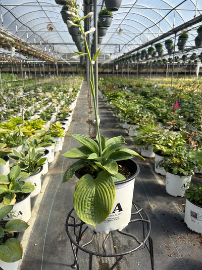 Hosta Plantain Lily Elegans