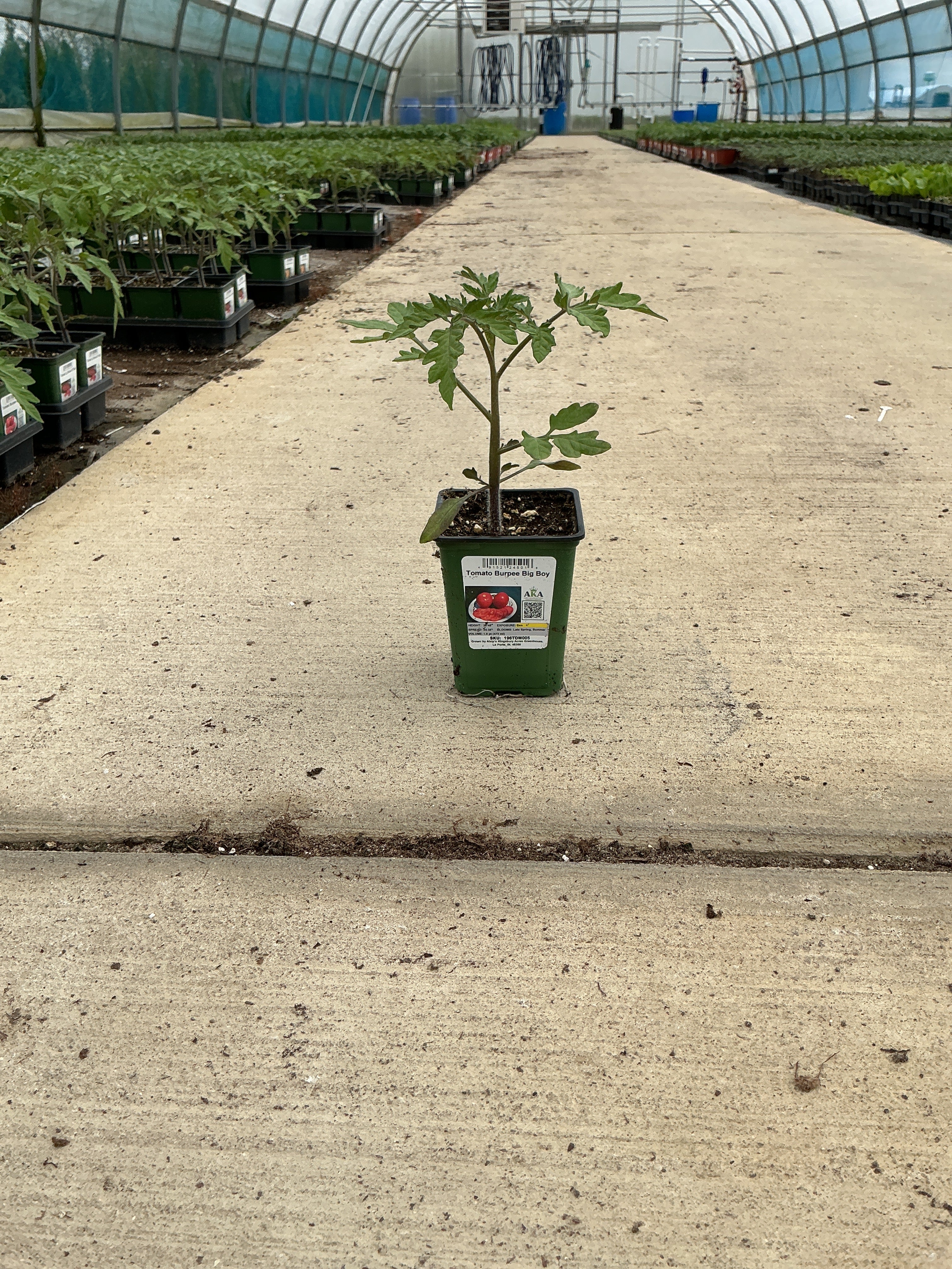 Tomato Burpee Big Boy - 4" Potted Vegetable