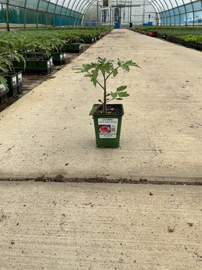 Tomato Burpee Big Boy - 4" Potted Vegetable
