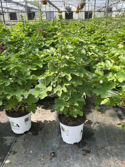 Alcea Hollyhock Queeny Purple