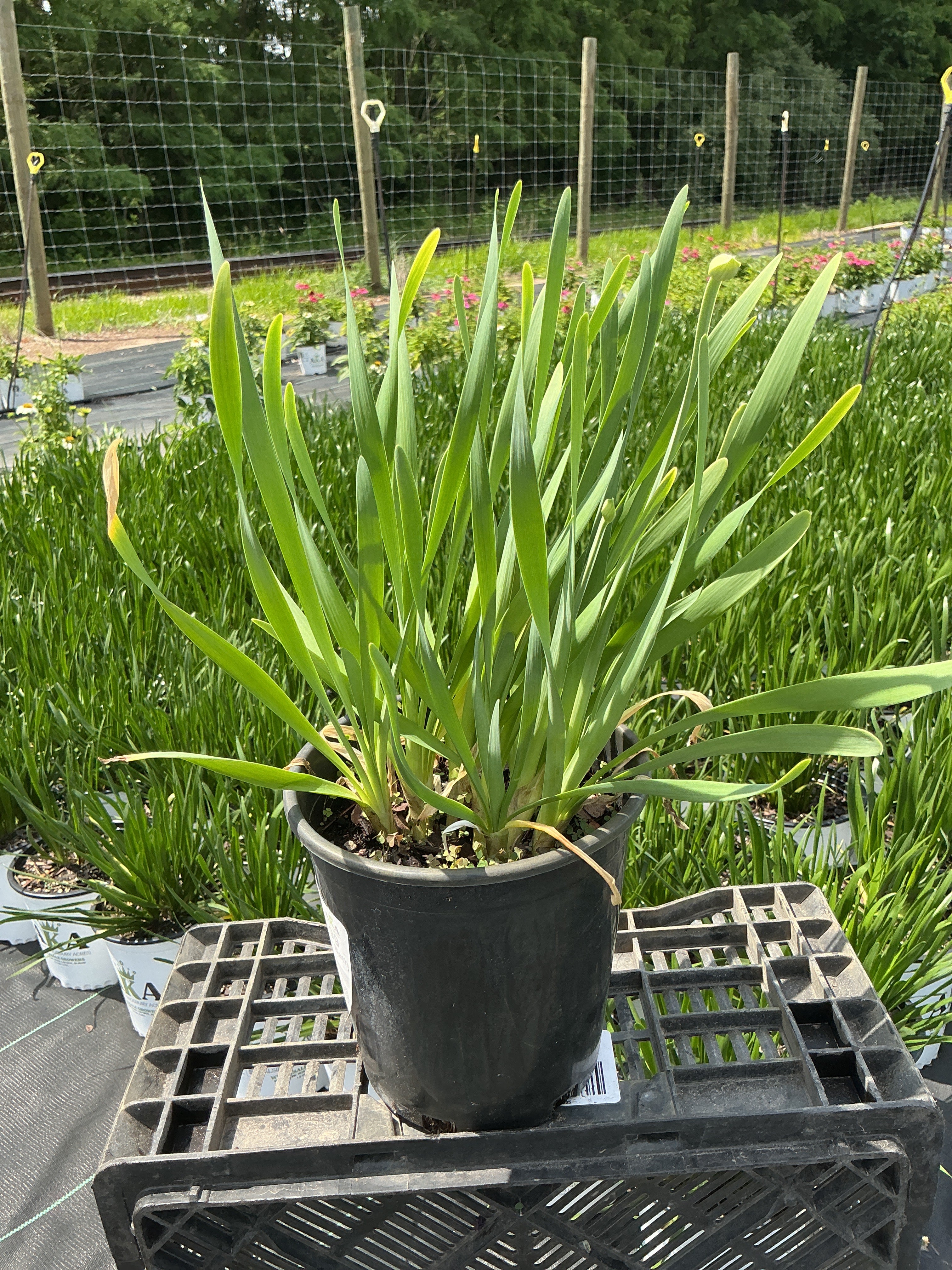 Allium Bubble Bath