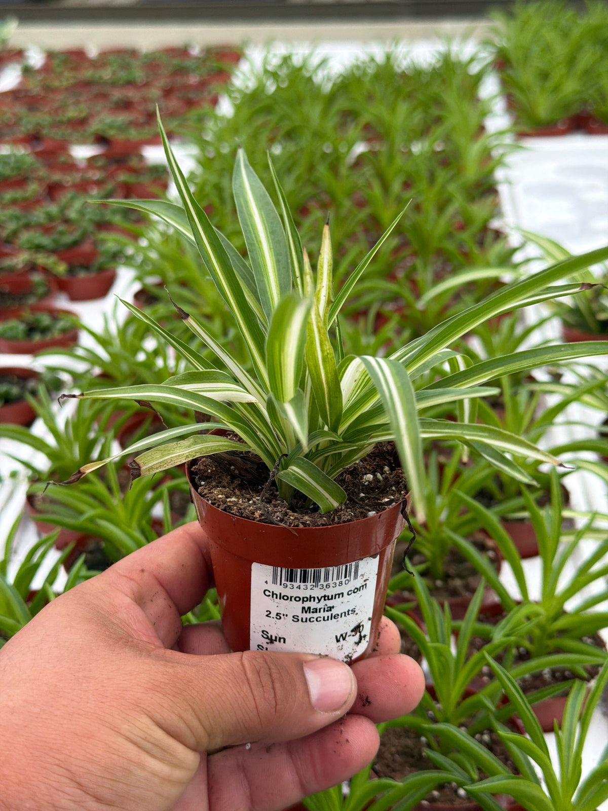 Chlorophytum com Maria - 2.5” Houseplants