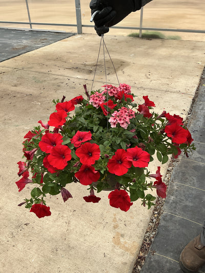 104 Who Knew Orleans - 11" Hanging Basket